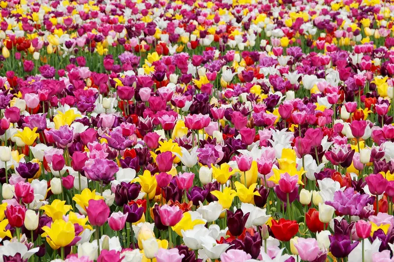Tulip Festival